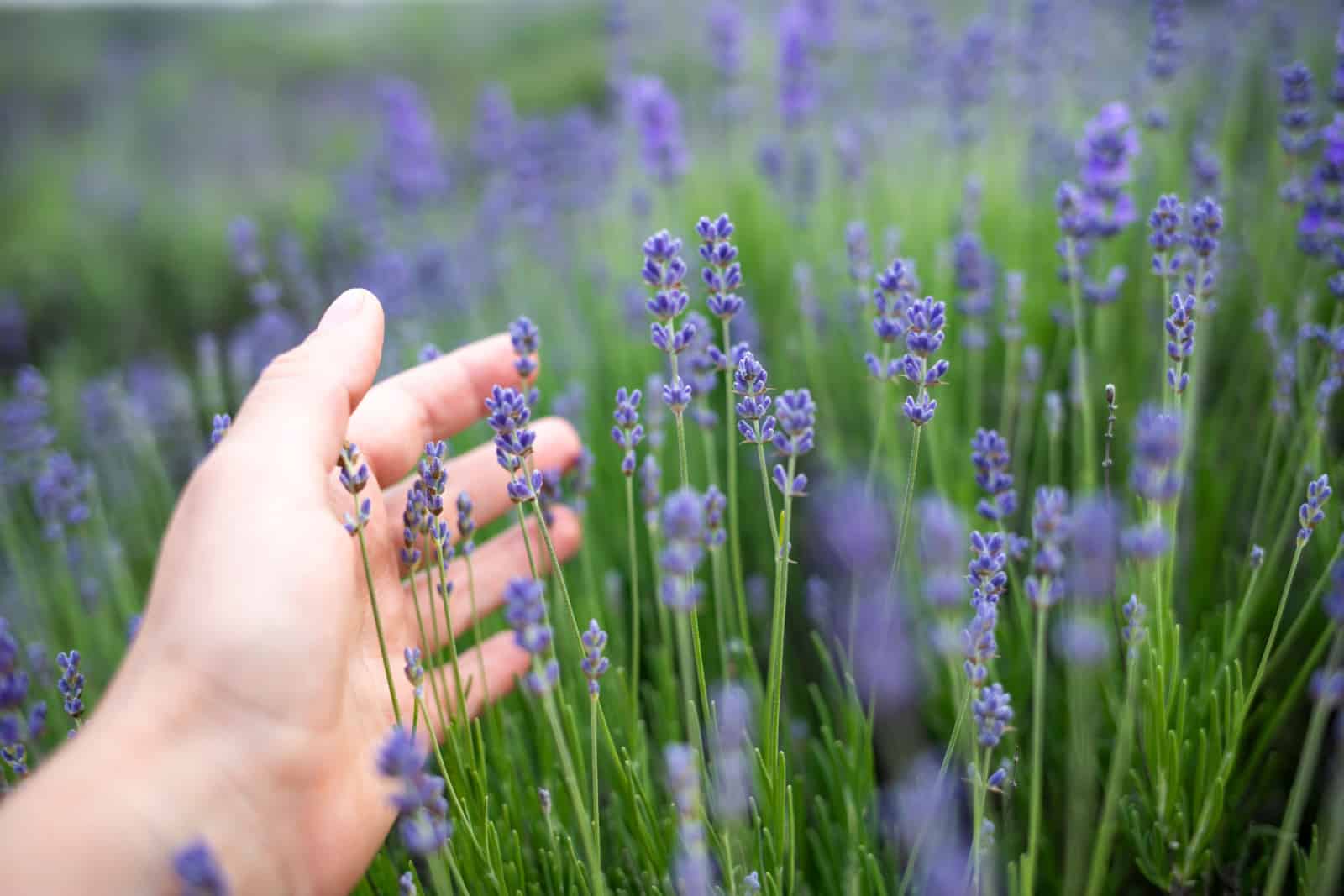 Lavender flowers in a lavender field are touched by a woman's hand