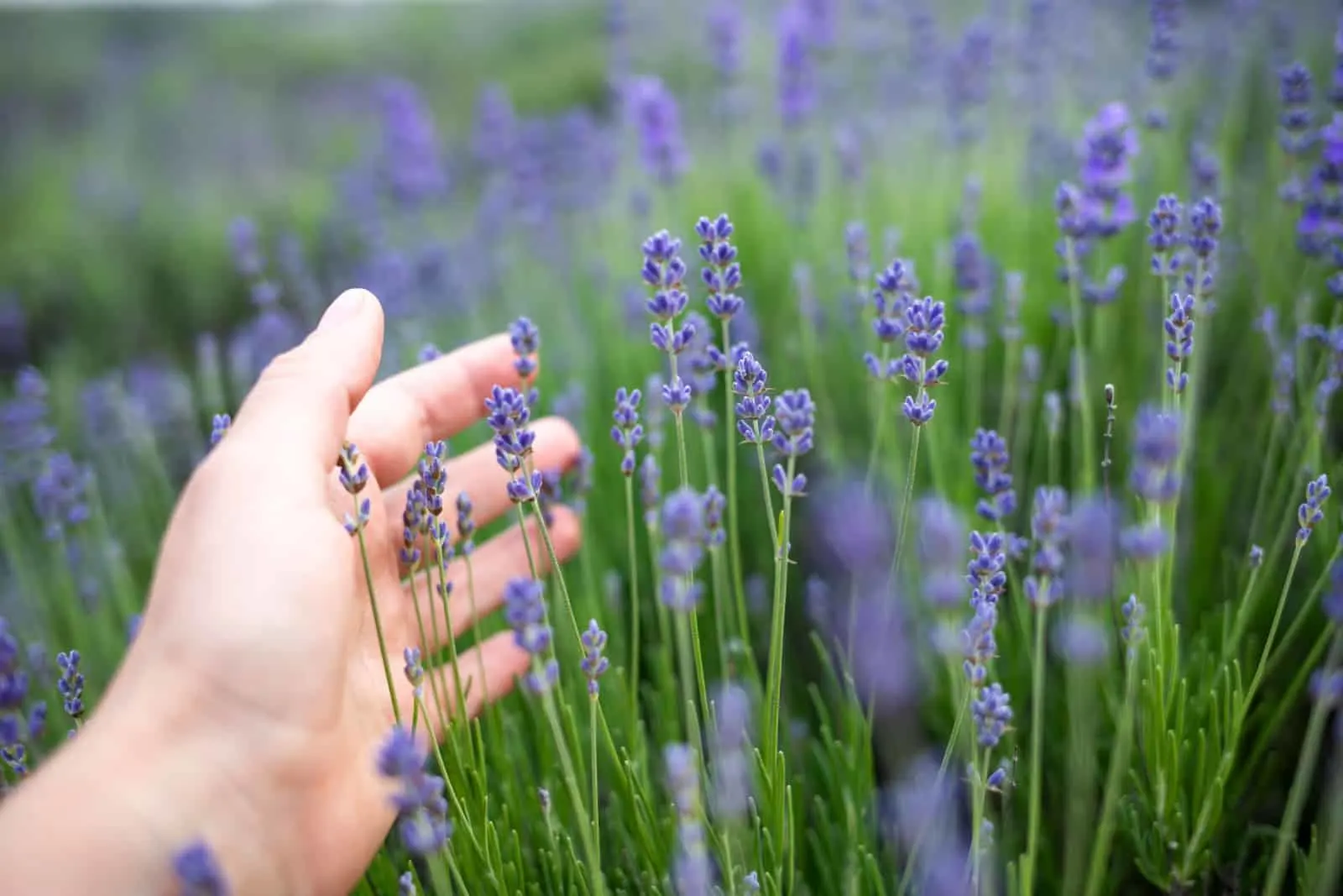 How To Grow Lavender Successfully + Deal With Its Issues