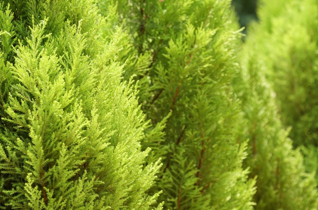 Helpful Care Tips For The Lemon Cypress Bonsai