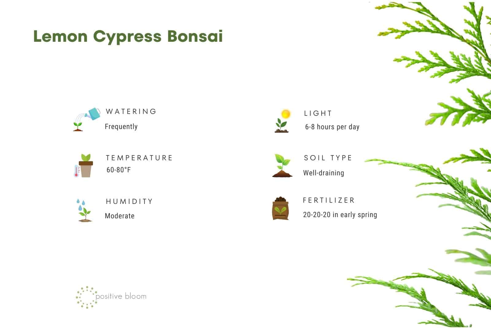 Lemon Cypress Bonsai facts