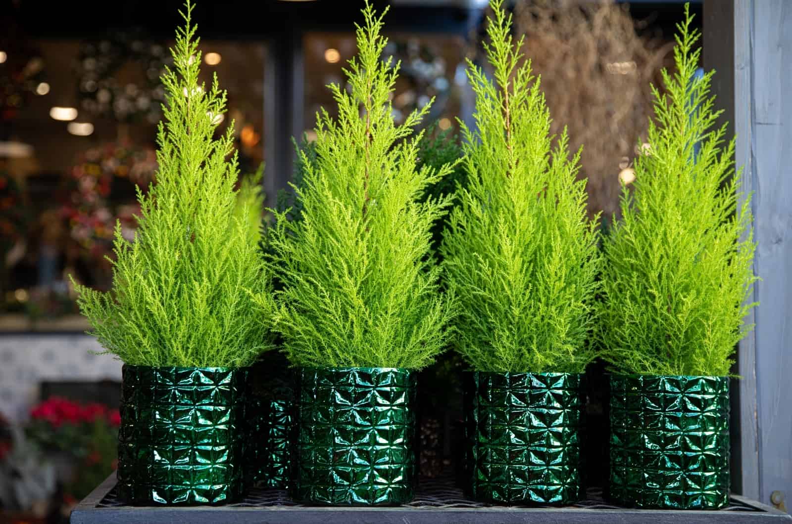 Lemon Cypress Bonsai in green pots