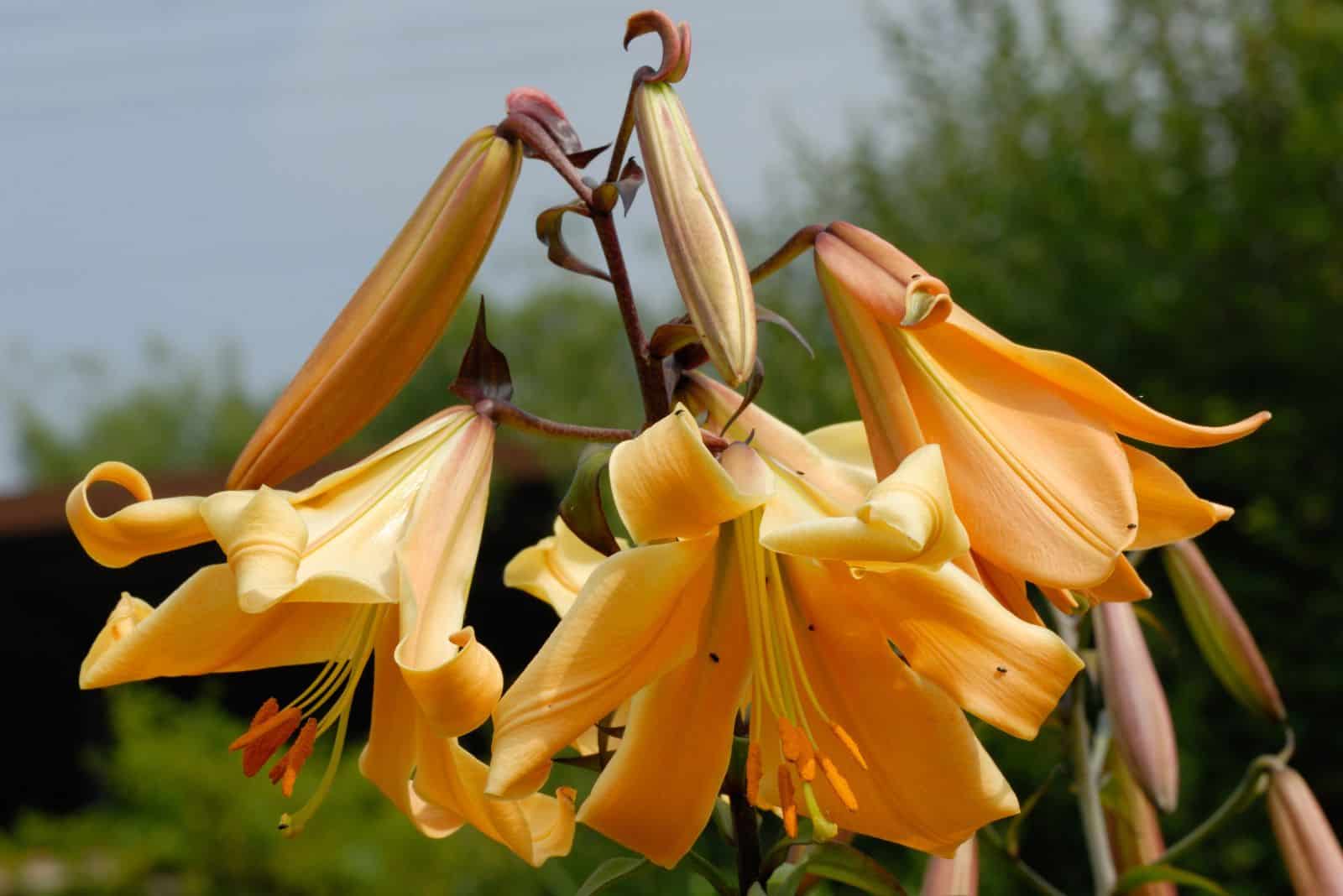 Lilium ‘African Queen’