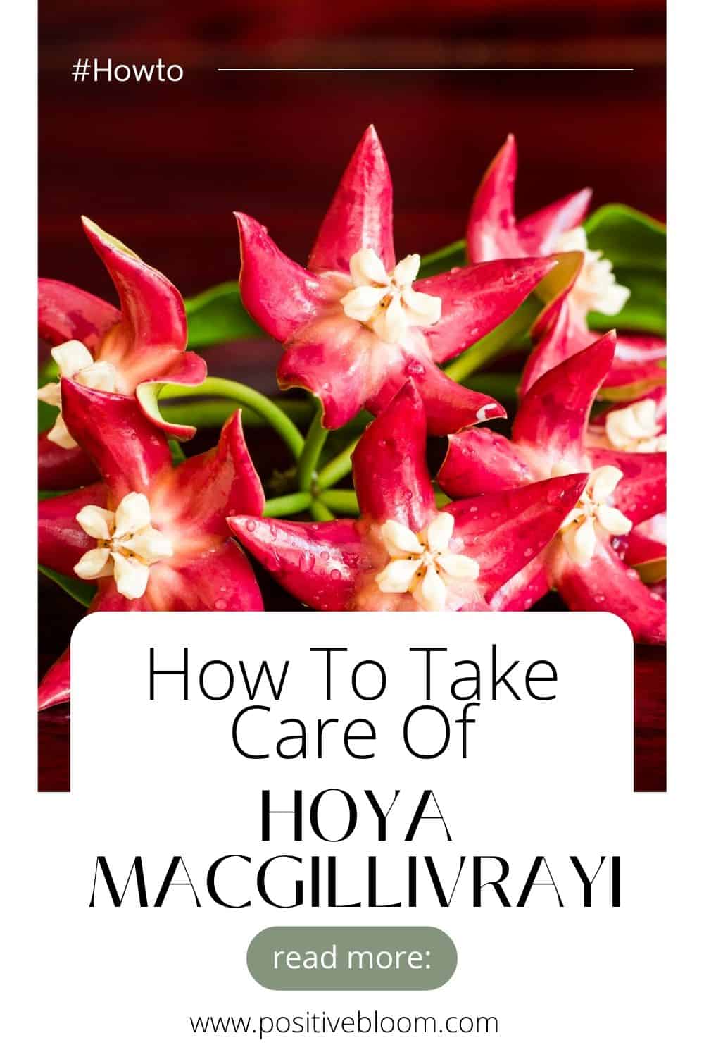 Meet The Lovely Hoya Macgillivrayi & Learn How To Take Care Of It Pinterest