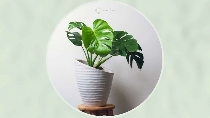 Monstera Plant Care: Tips For A Happy And Healthy Plant