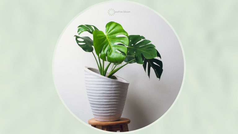 monstera plant in white pot