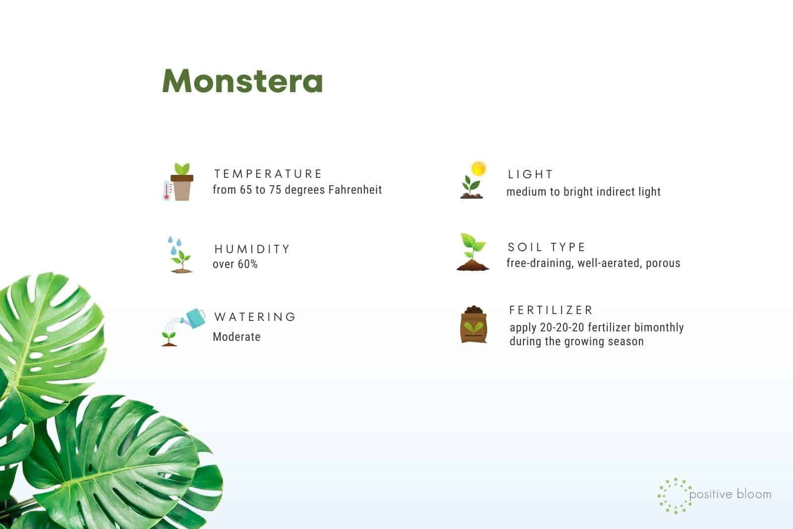 Monstera plant care
