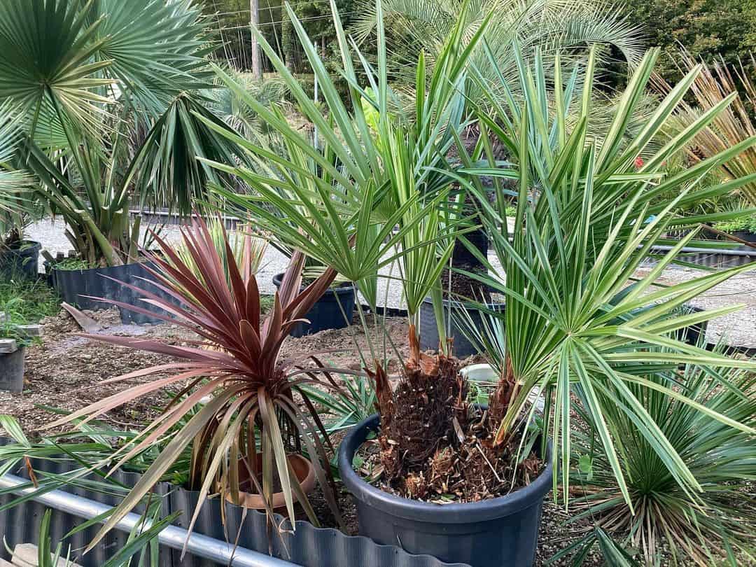 Needle Palm in a large black pot