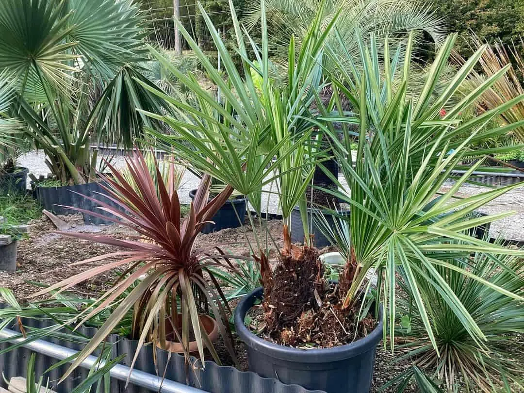 Needle Palm in a large black pot
