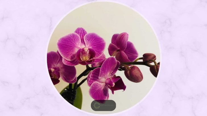 Orchid Care For Beginners In Detail (Easy To Follow)