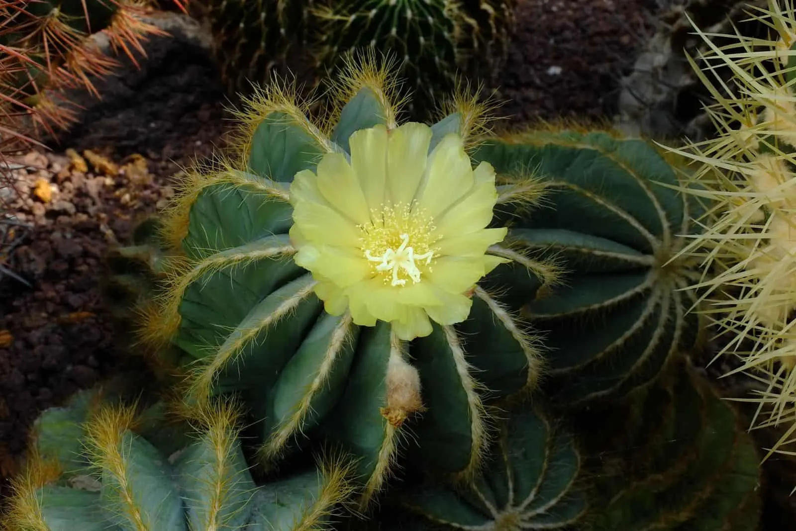 Parodia Magnifica with yellow flower