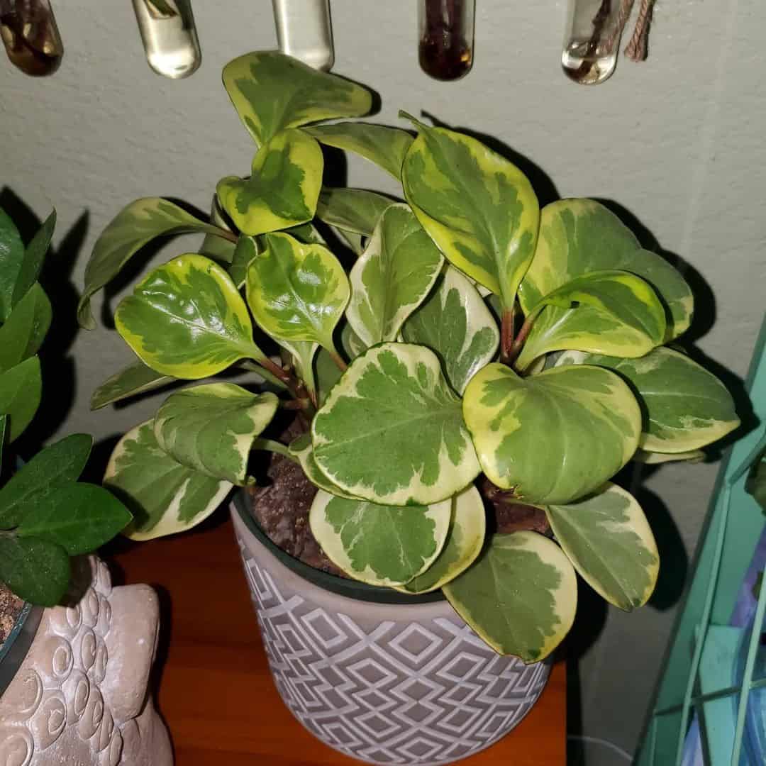 Peperomia Plant in a pot on the table