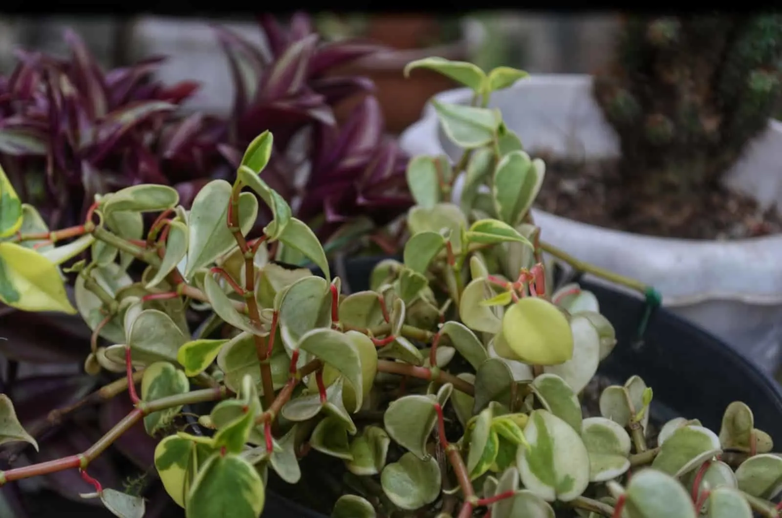 What Is Peperomia Serpens & How To Care For It