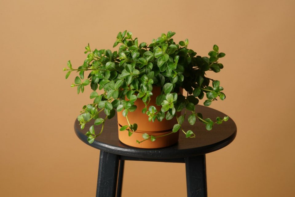 Meet 13 Eye-catching String Plants For Growing Indoors