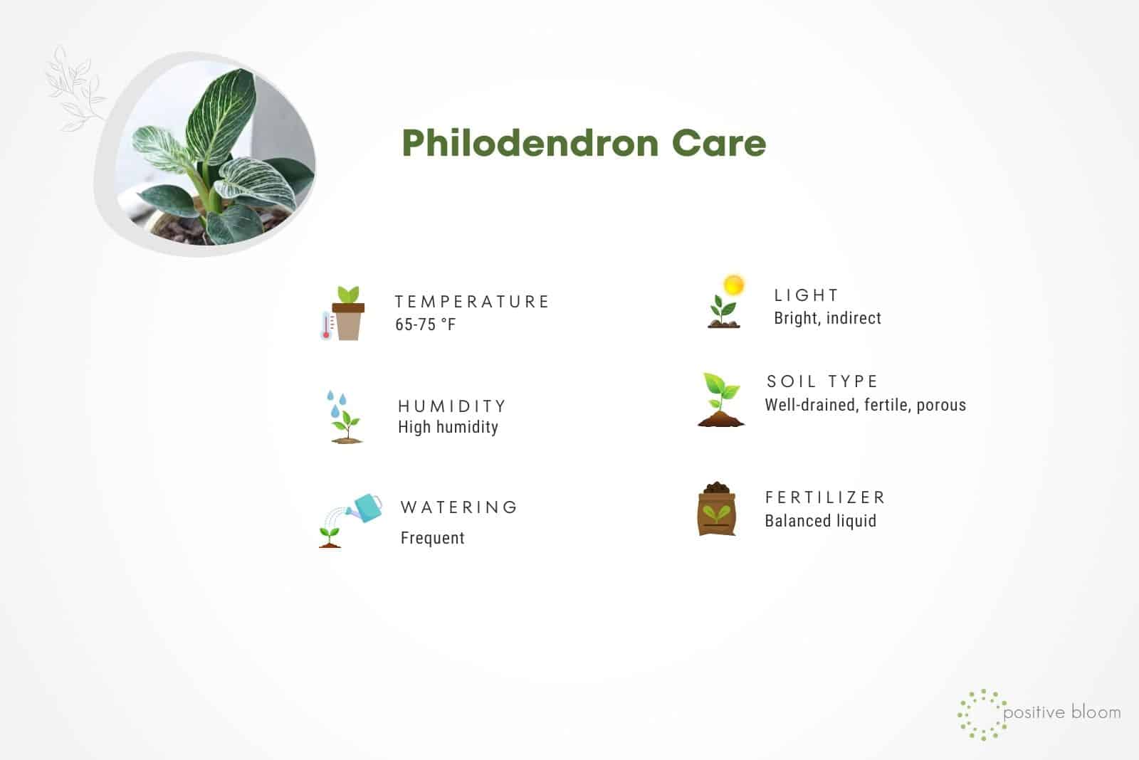 Philodendron Care illustration