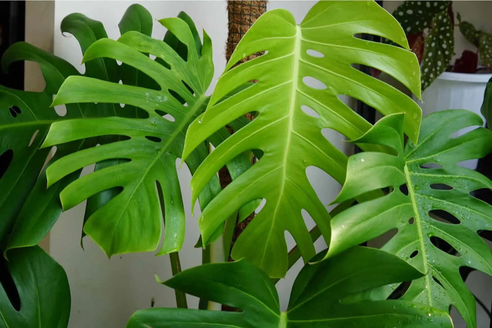 Philodendron Monstera leaves