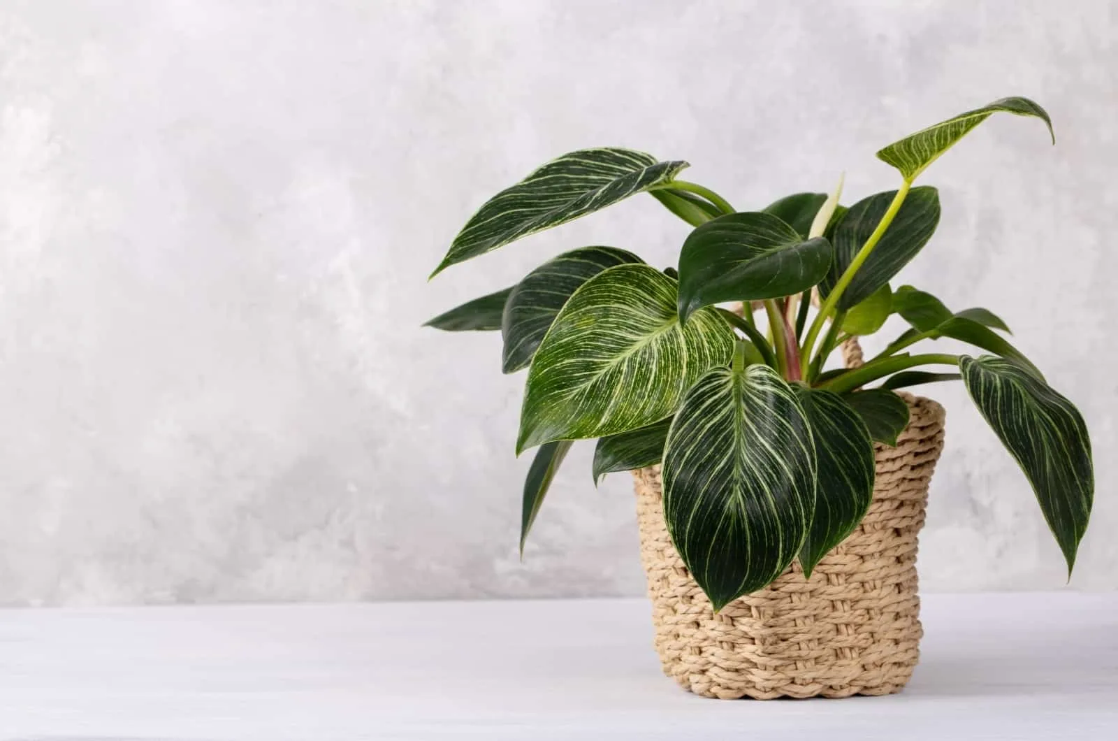 Philodendron in pot sitting on table