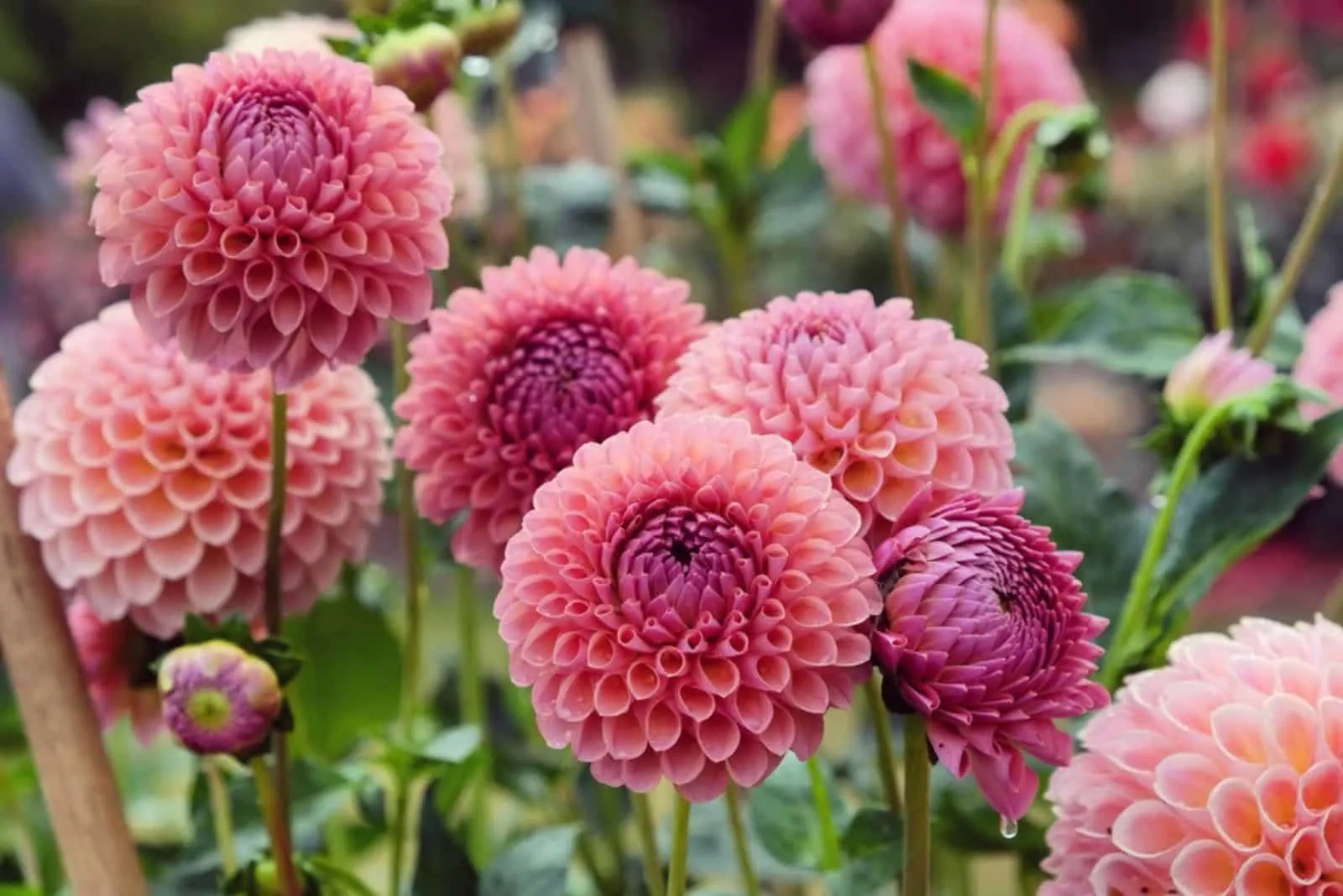 Pink Dahlia 'Jowey Winnie'' in flower garden