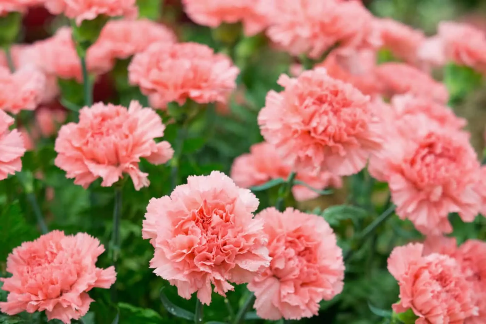 Pink carnation in a garden
