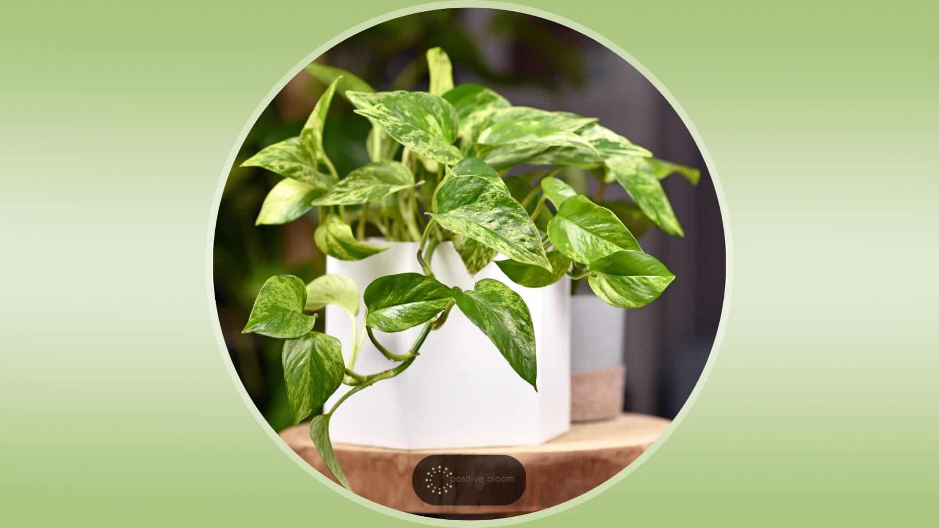 Pothos Plant: How To Grow And Care For This Lovely Plant
