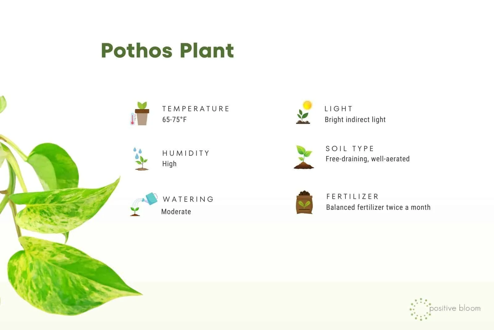 Pothos plant illustrated care guide