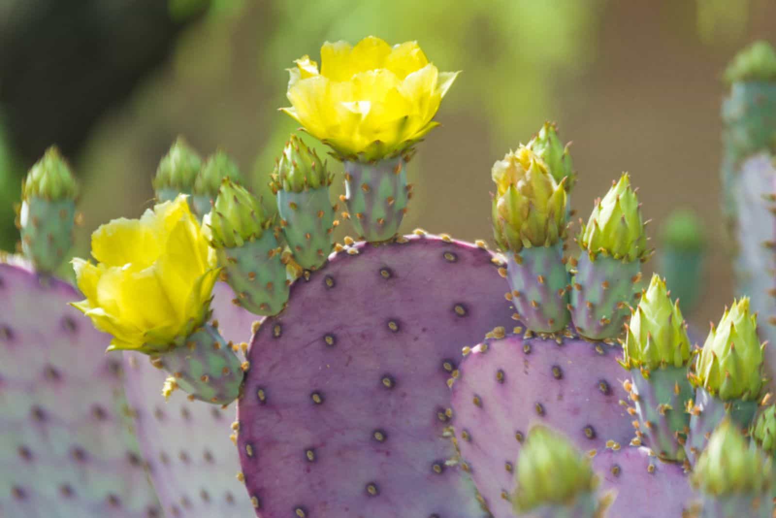 Prickly Pear Cactus with yellow flowers