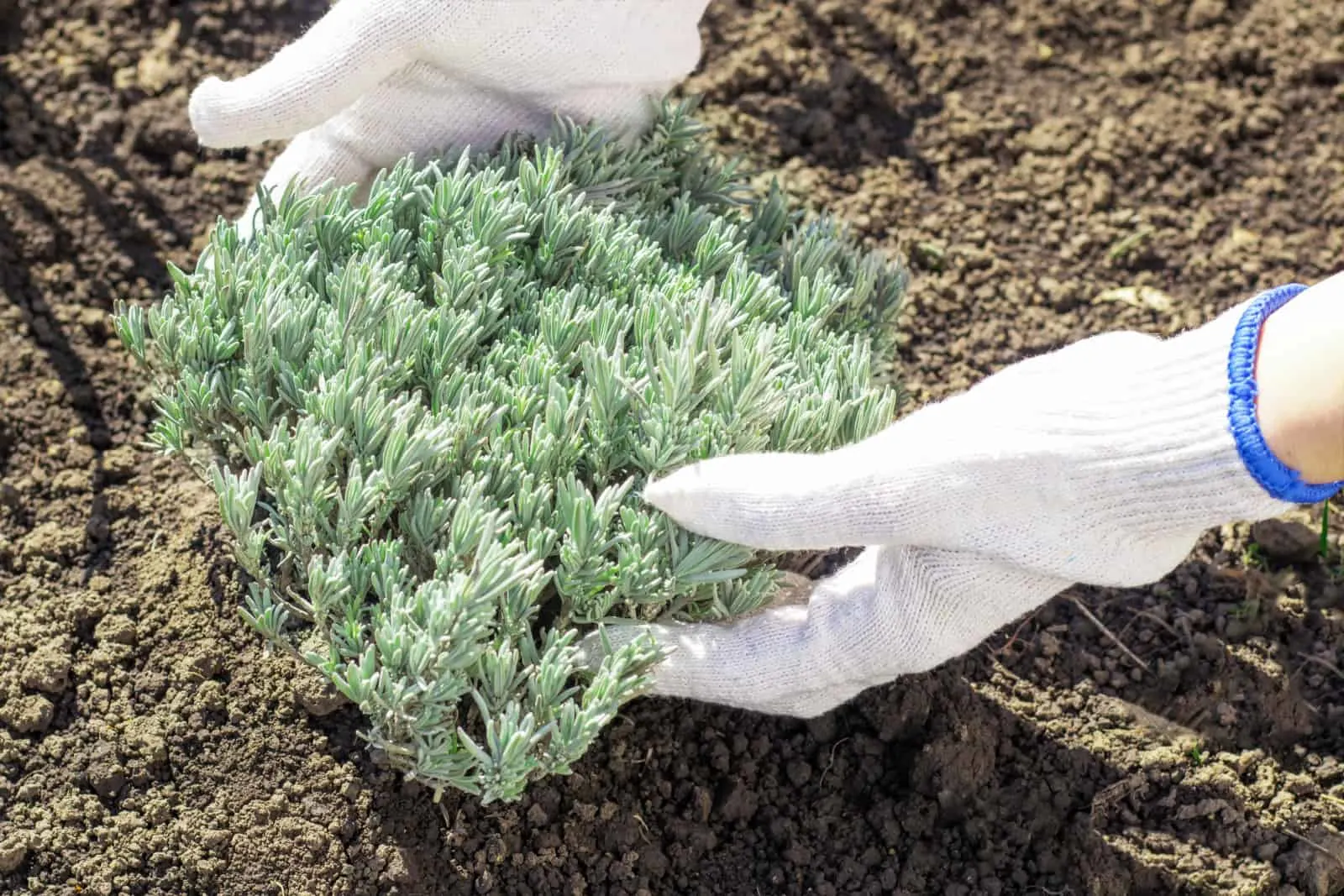 Professional gardener planting lavender bush in the ground