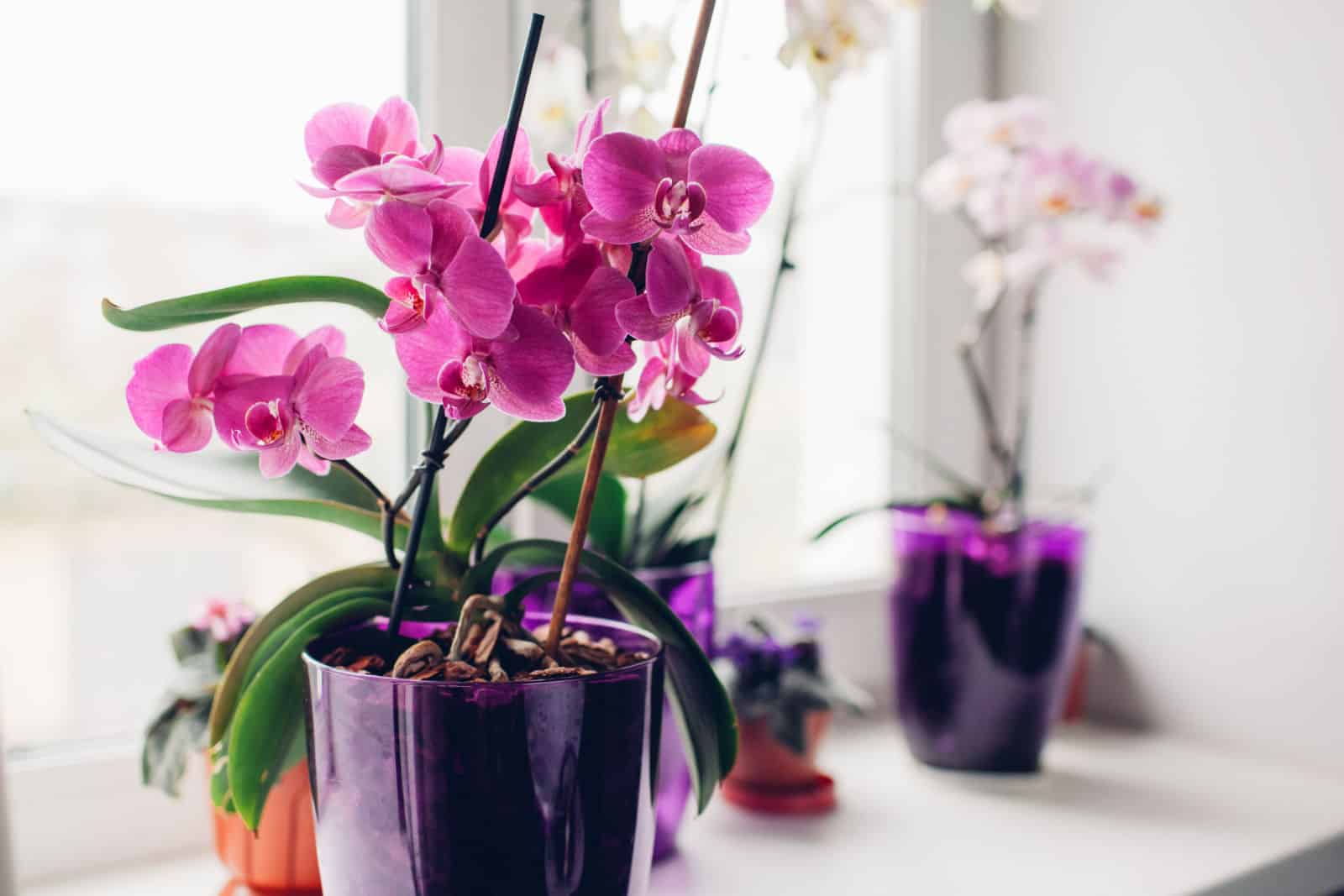 Purple orchid on windowsill. Home plants care.