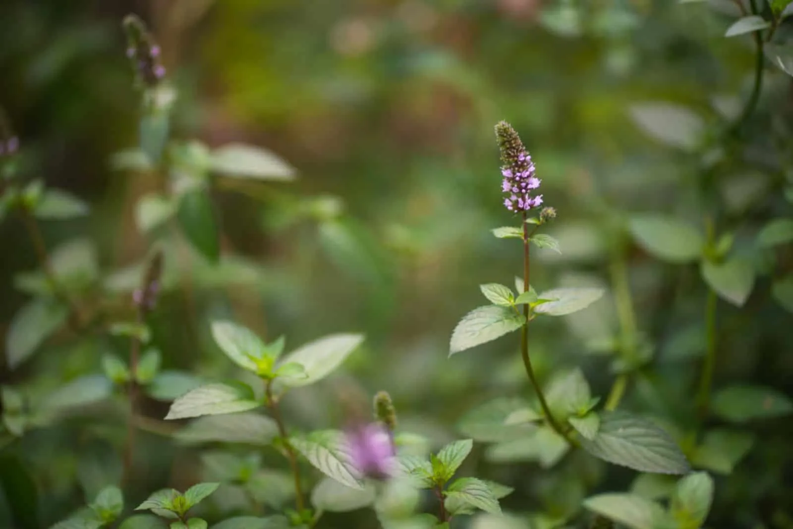 Purple peppermint flowers