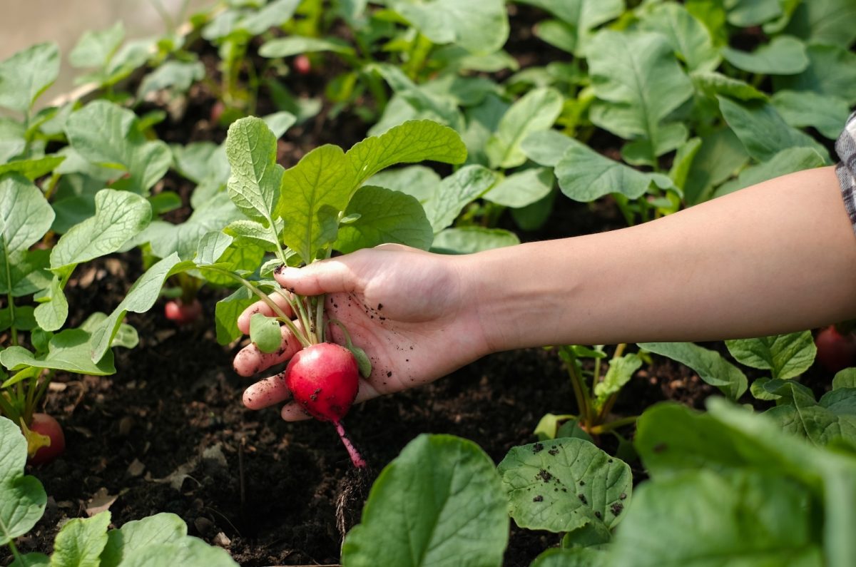 15 Best Turnip Companion Plants + Some To Avoid