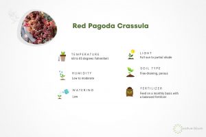 How To Care For The Red Pagoda + Solve Its Common Issues