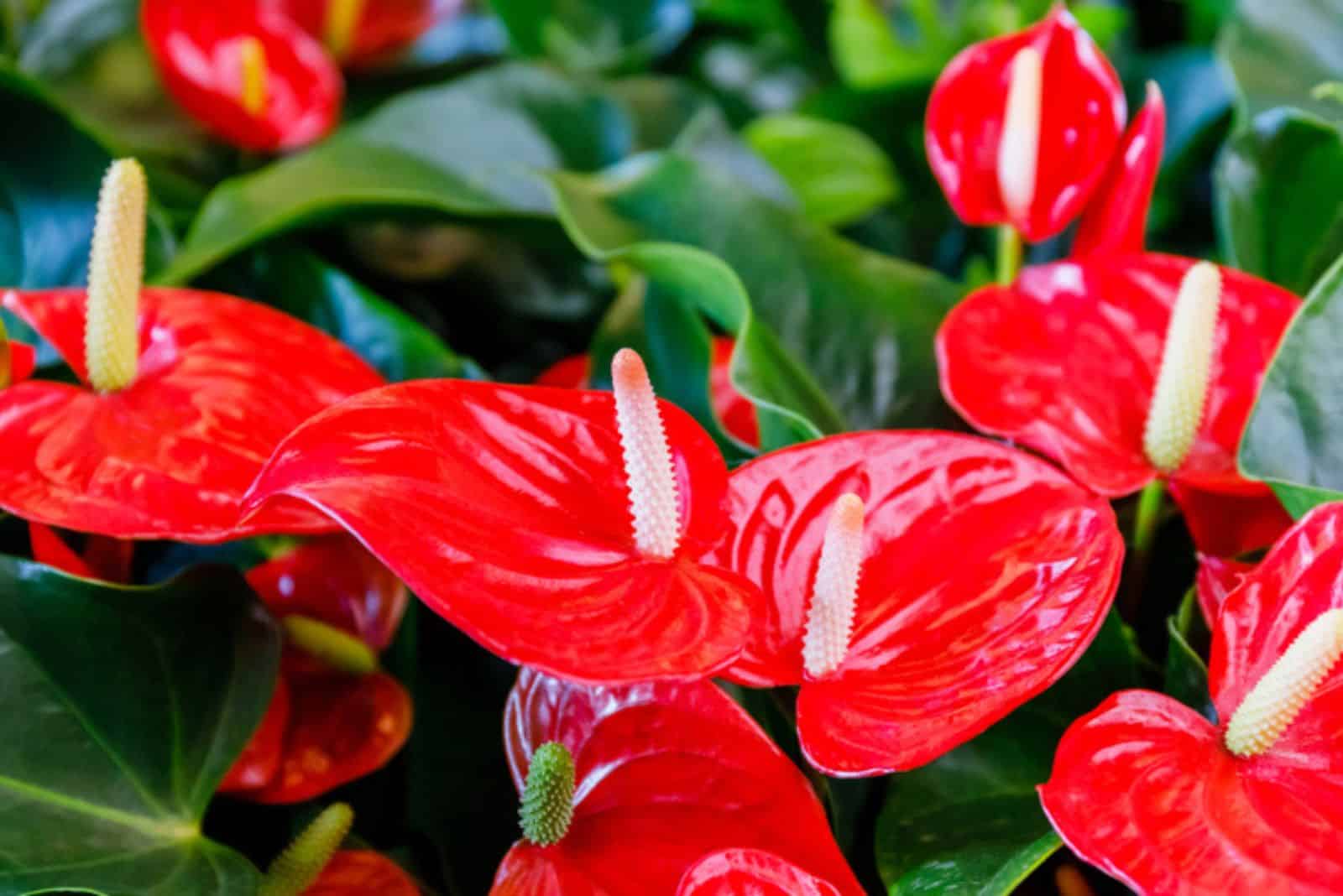 Red anthurium flowers