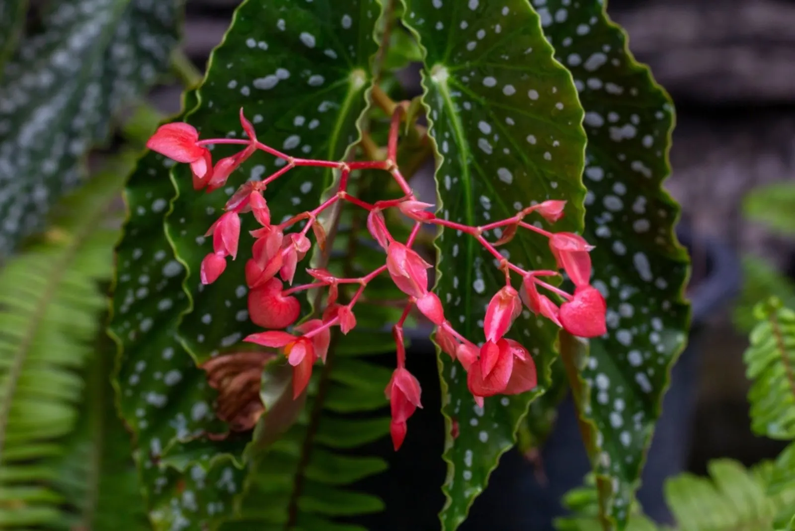 Red flower and white spots on the leaves of Angel Wing Begonia