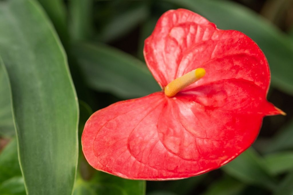 Red flower of Anthurium or tailflower