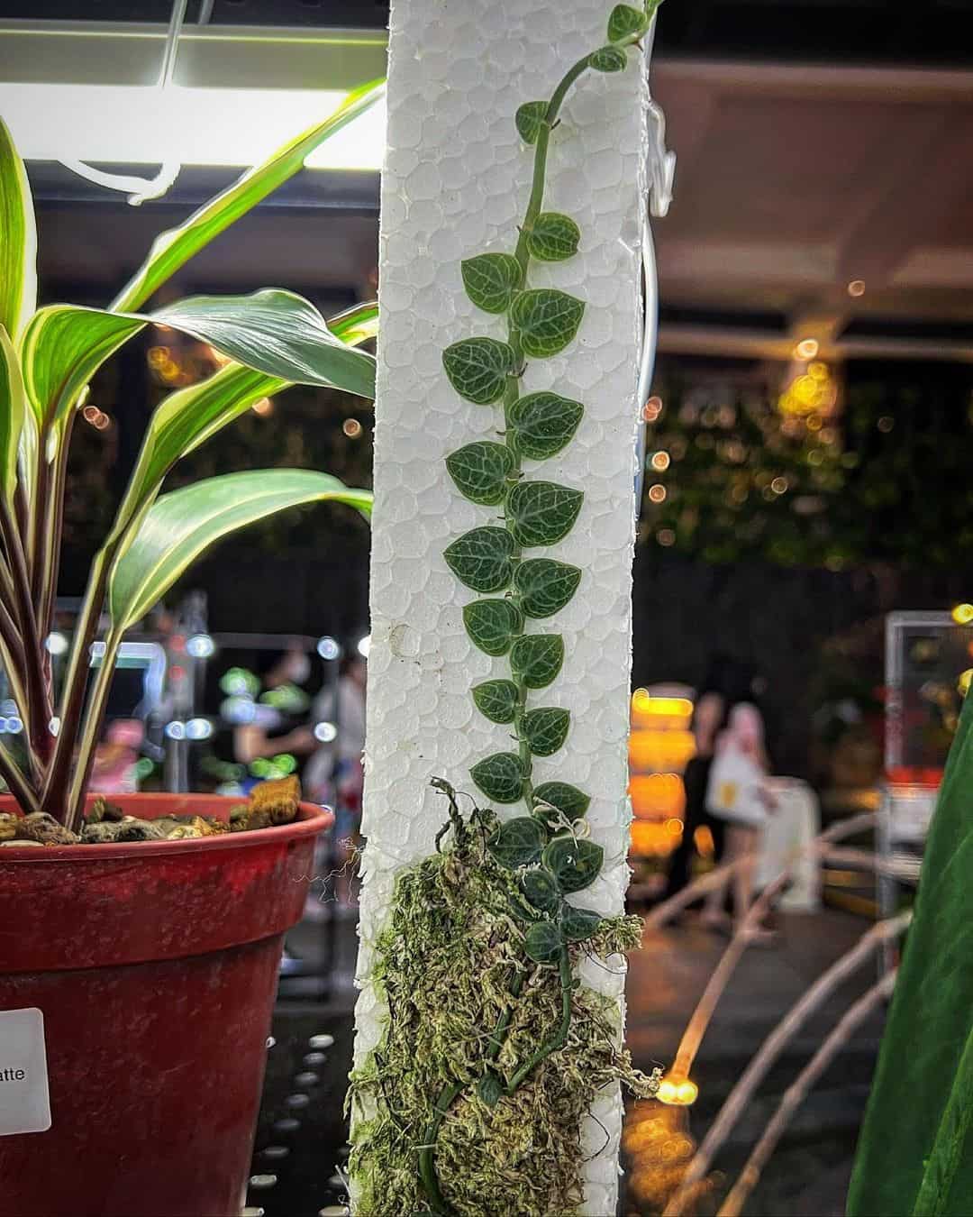 Rhaphidophora Cryptantha plant growing on wall