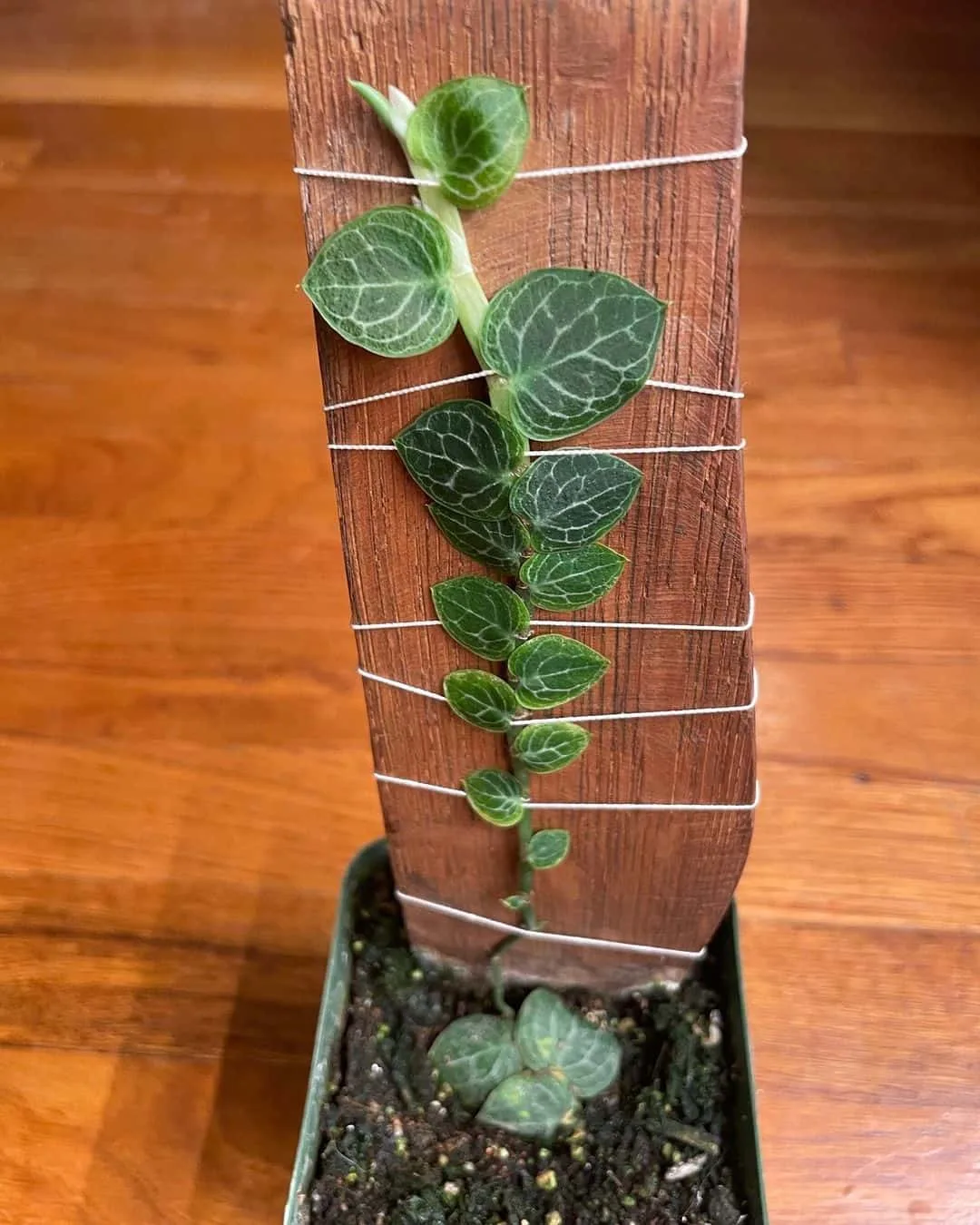 Rhaphidophora Cryptantha plant growing