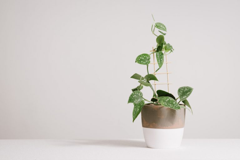 Pothos Plant: How To Grow And Care For This Lovely Plant