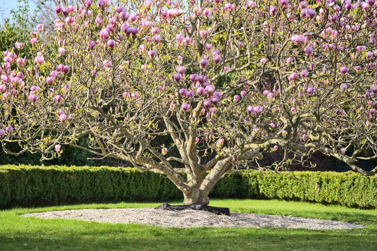 Saucer Magnolia planted in the garden