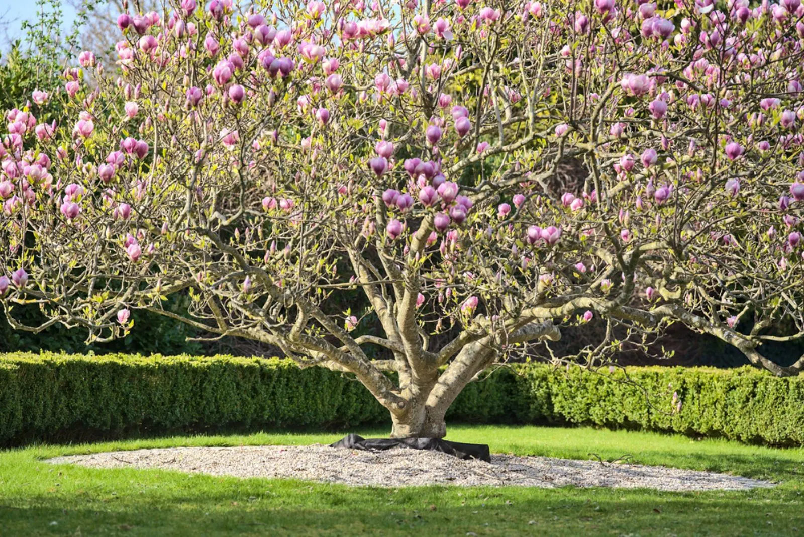 Saucer Magnolia planted in the garden