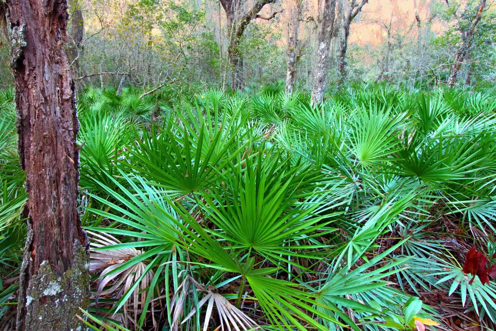 Saw Palmetto Palm in the forest