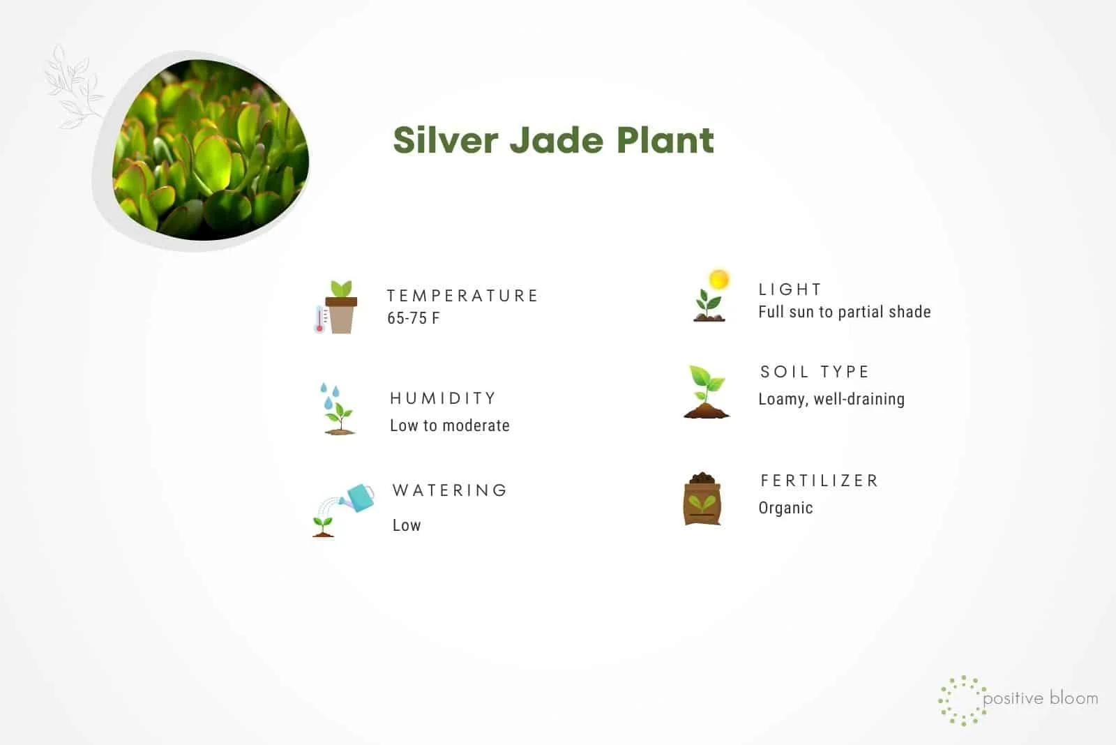 Silver Jade Plant care guide