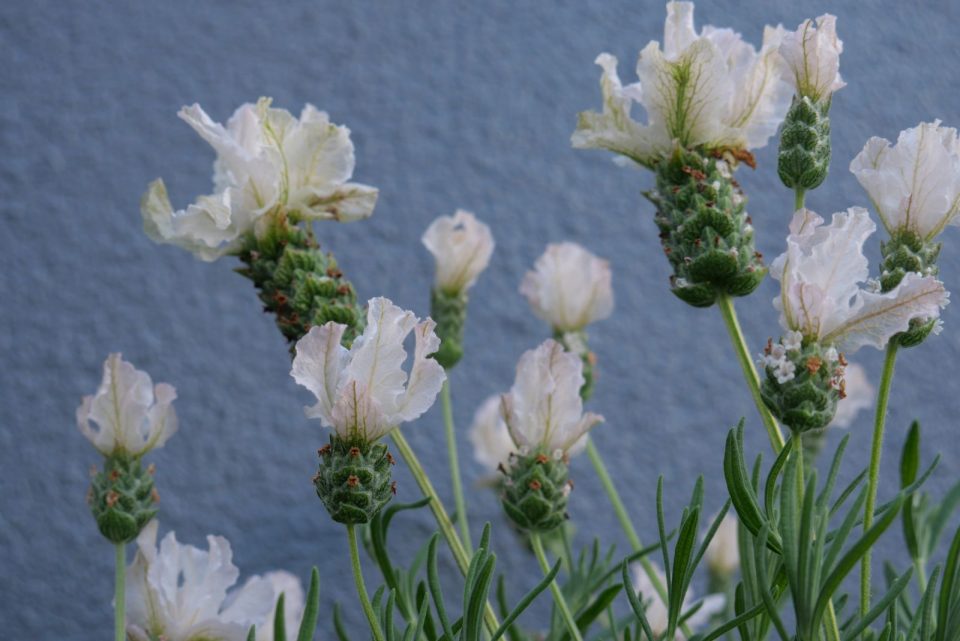 How To Grow The White Lavender Plant + 8 Great Varieties