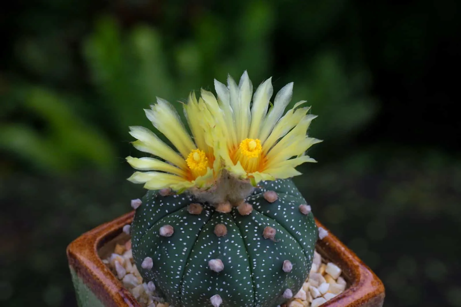 Star Cactus with yellow flower