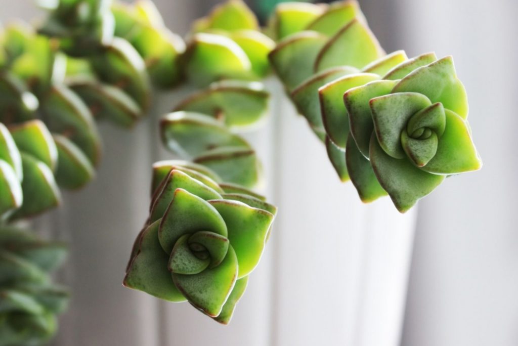 Meet 13 Eye-catching String Plants For Growing Indoors