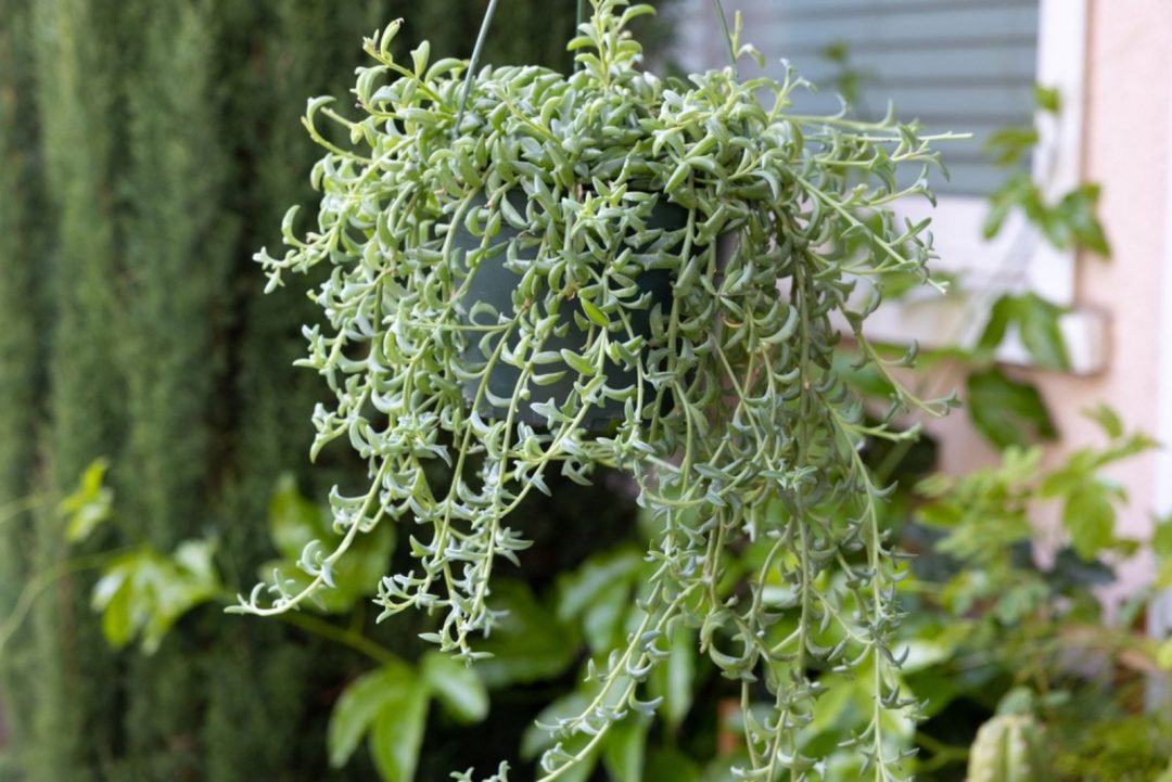 Meet 13 Eye-catching String Plants For Growing Indoors