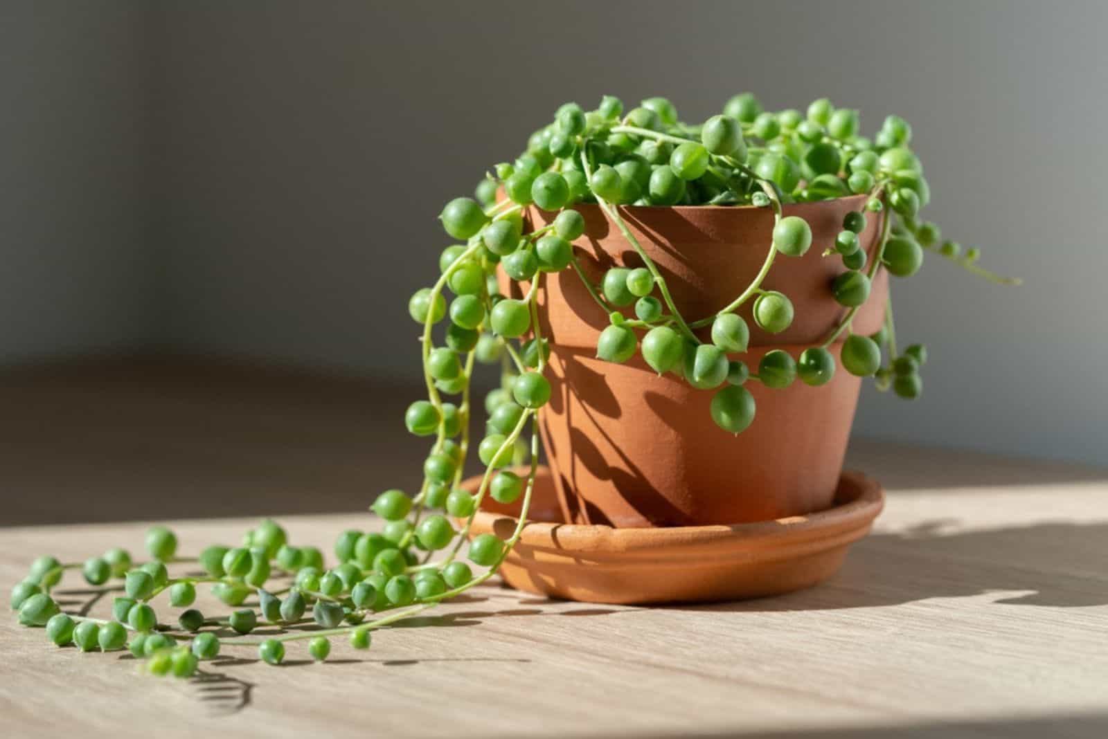 String Of Pearls in a pot