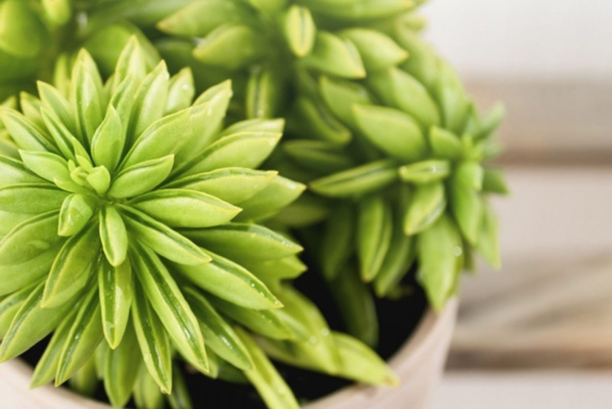 Meet 13 Eye-catching String Plants For Growing Indoors