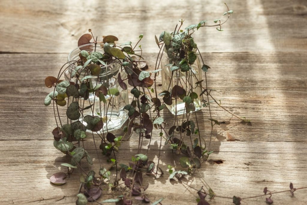 String of Hearts plant stem cuttings in glass jar 
