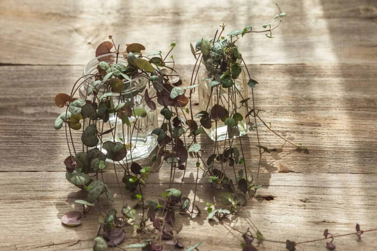 Meet 13 Eye-catching String Plants For Growing Indoors