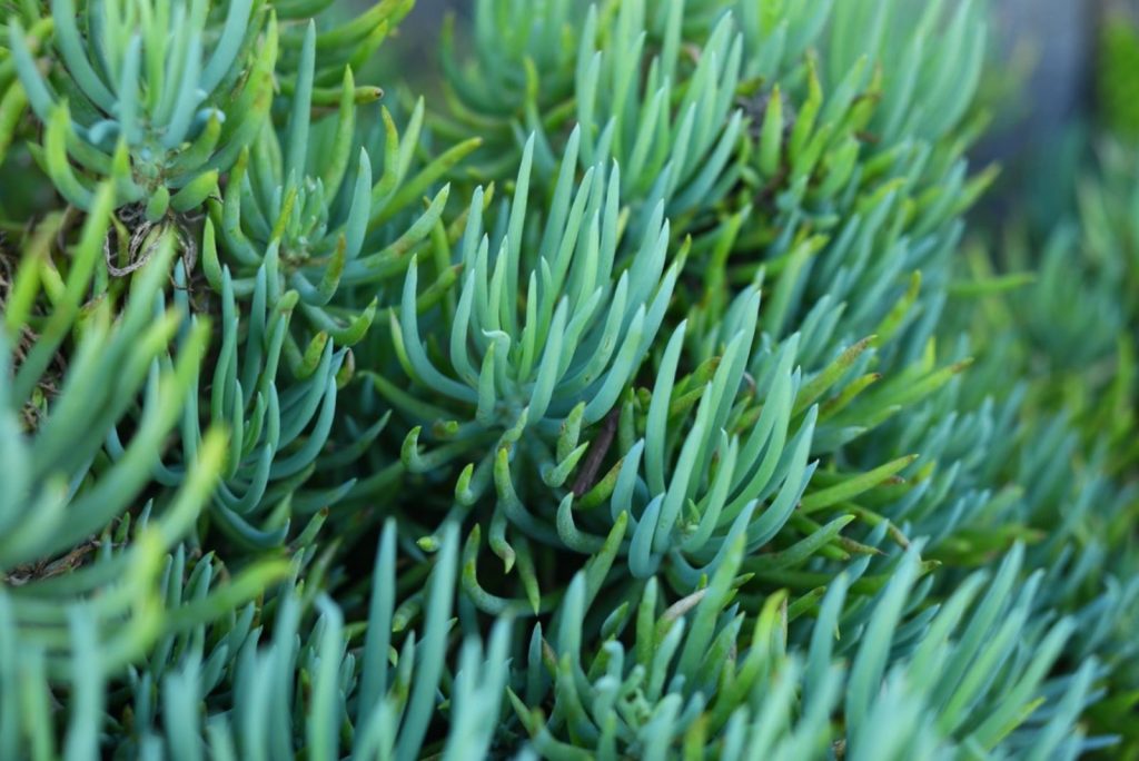 Meet 13 Eye-catching String Plants For Growing Indoors