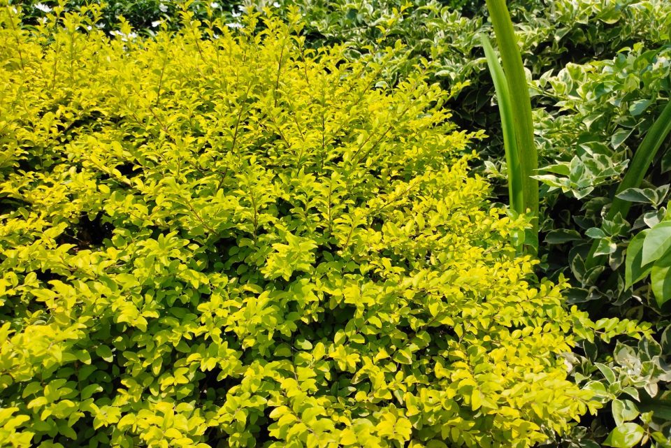 14 Breathtaking Low-maintenance Hedging Plants For Your Garden